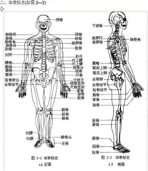 人身體部位|人体简介